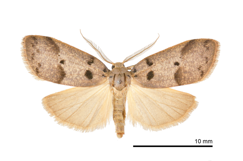 Eugoa grisea Male